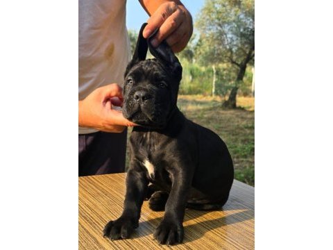 Şecere belgeli ırk ve sağlık garantili cane corso yavrular