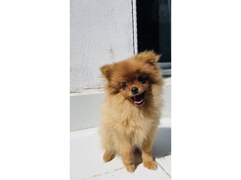 4 aylık güzeller pomeranian boo