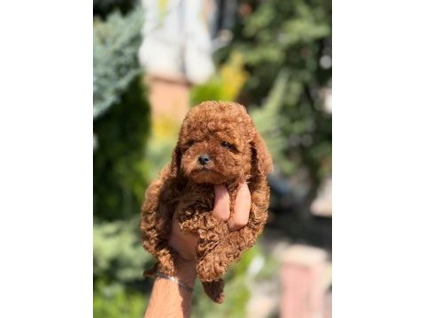 Toy poodle köpeğimiz