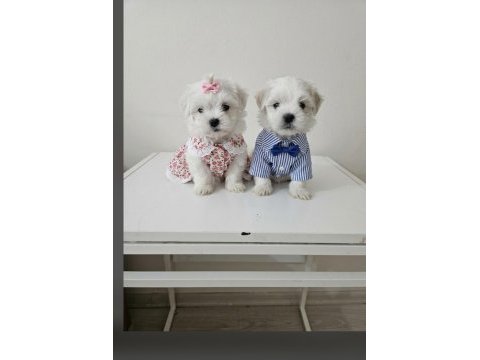 Maltese terrier minik bebekler