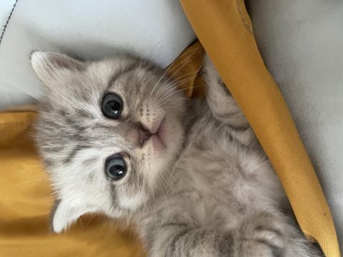 British shorthair yavrularımız hazır