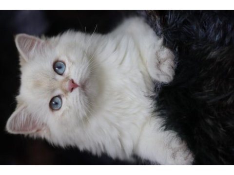 British longhair dişi