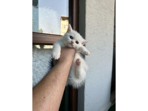 Beyaz browni yavrular british shorthair