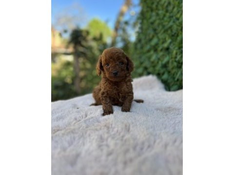 Toy poodle bebekler üst kalite