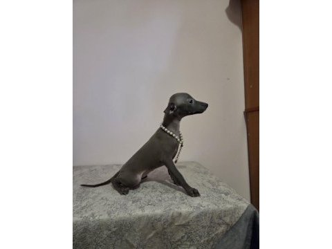 İtalyan tazısı ıtalian greyhound dişi ve erkek yavrular
