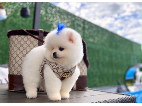 Orjinal pomeranian boo yavrumuz moi