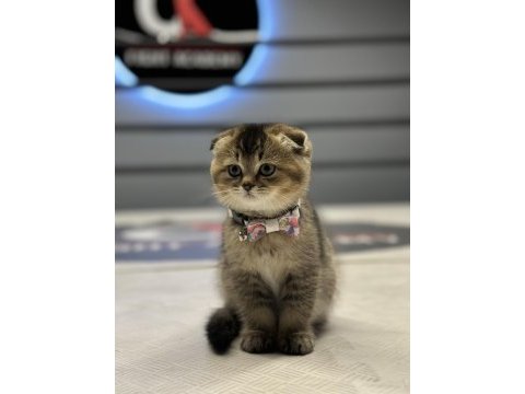 Show class scottish fold golden