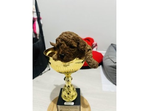 Red toy poodle bebeklerimiz mükemmel ötesi.