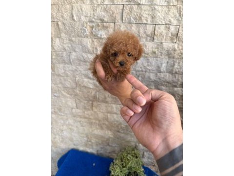 Oyuncaktan farksız poodle köpeğimiz