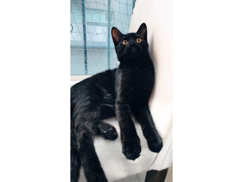 6 aylık kısır sağlıklı ve uslu bombay kedisi