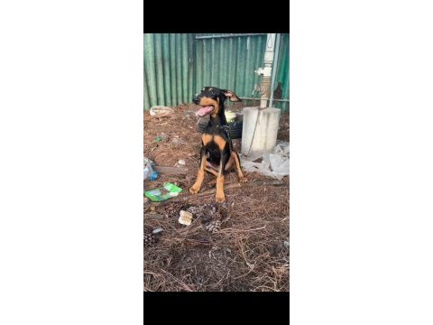 4 aylık saf kan doberman