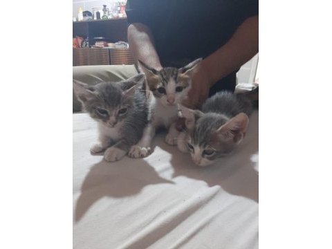 2 erkek 1 kız tekir kedi