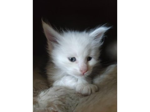 Maine coon yavrularımız