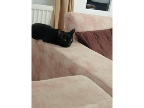 Cins kediden farksiz tekir kedi