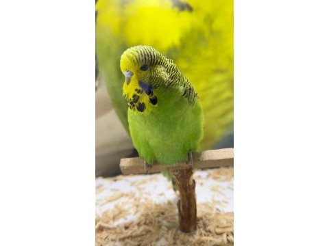 Şov jumbo 25 li yavru kuşlar