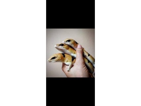 Peters banded skink