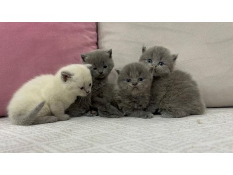 Cins british shorthair yavrularımız yuvalarını arıyor