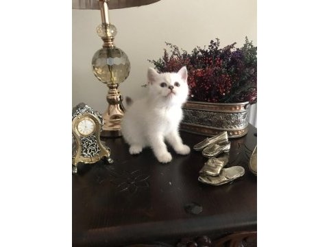 Soylu anne babadan nadir güzellikte british shorthair silver