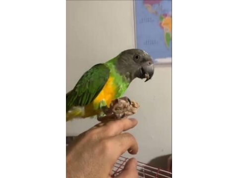 Senegal papağanı
