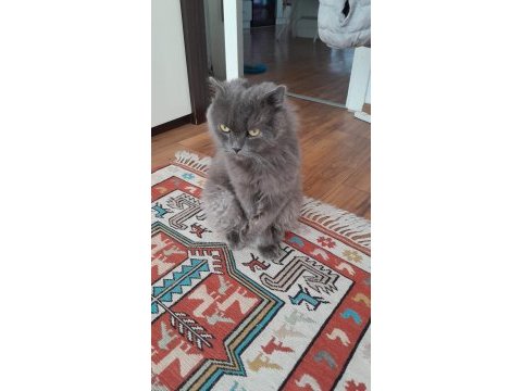 1.5 yaşında yakışıklı british longhair oğlunuz
