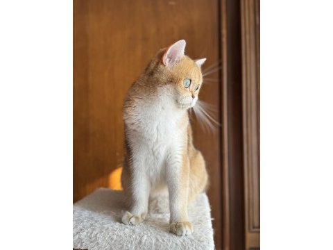 Kısırlaştırma şartıyla golden ny11 british shorthair