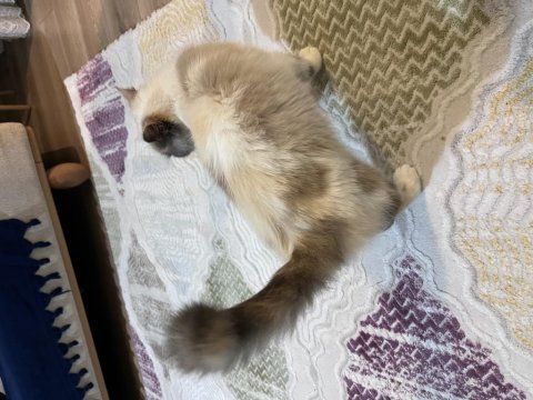 İş yoğunluğundan dolayı kedimizi sahiplendiriyoruz