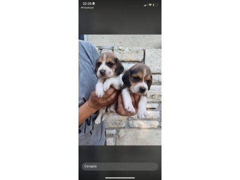 Beagle a kaliteli uygun