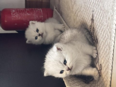 British shorthair silver