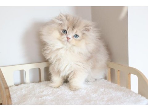 Safkan ay11 pofuduk british longhair