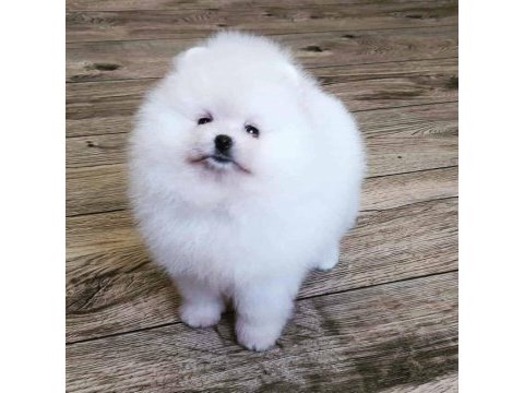 Teddy bear pomeranian yavruları