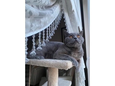 10 aylık erkek british shorthair