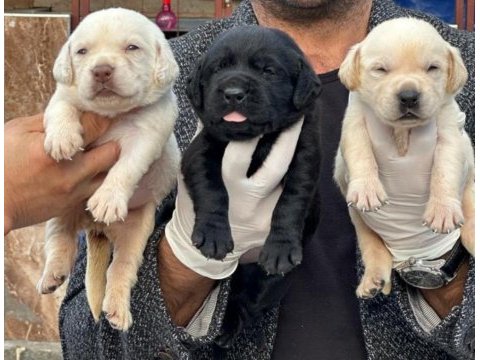 Çikolata, siyah ve şampanya labrador köpekler