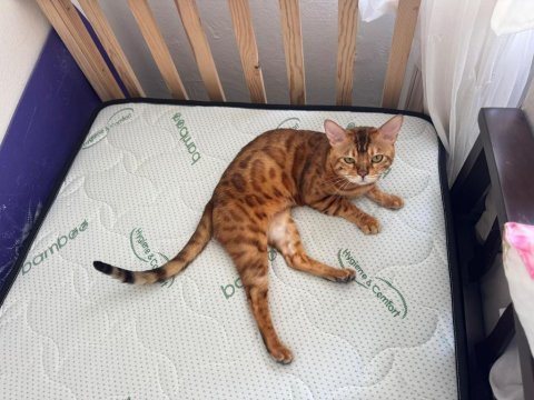 Erkek bengal kedisi kısır değildir