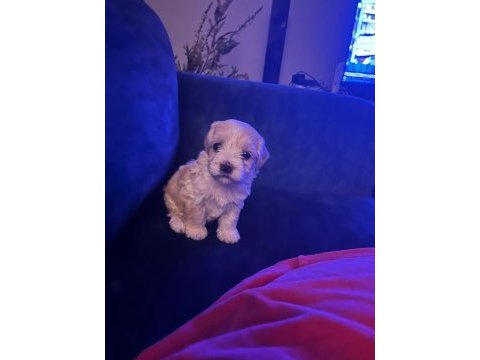 Çok tatlı yavru köpeğimiz