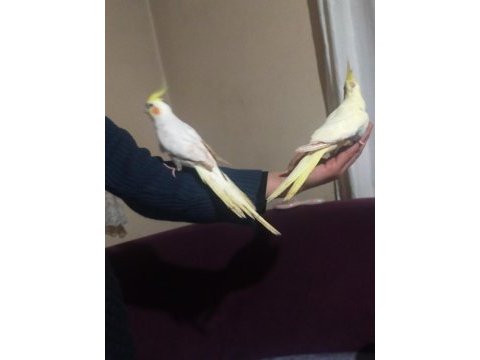 Kuşçu hüseyinden harika çift sultan papağanlar