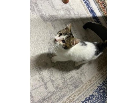 Kedimiz sahipsiz kalmasın