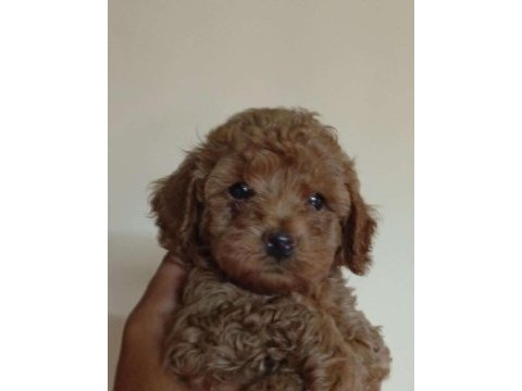 Toy poodle erkek yavrular