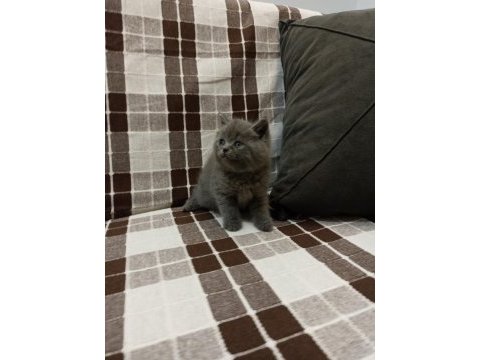 Gri koca kafalı yavru british shorthair