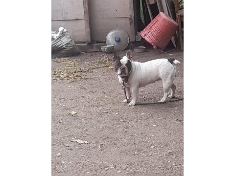 2 yaşında dişi french bulldog