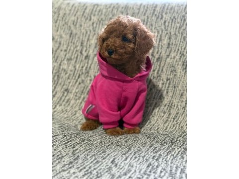 Toy poodle köpeği