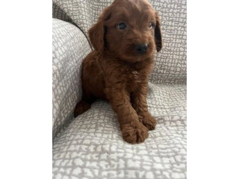 Küçük yakışıklı poodle