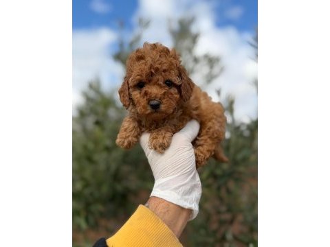 Sevdiğin için en güzel hediye poodle