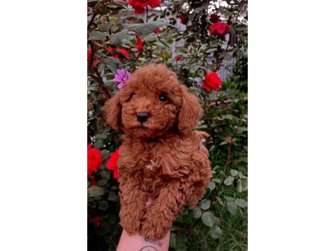 Güzeller güzeli toy poodle yavrularımız