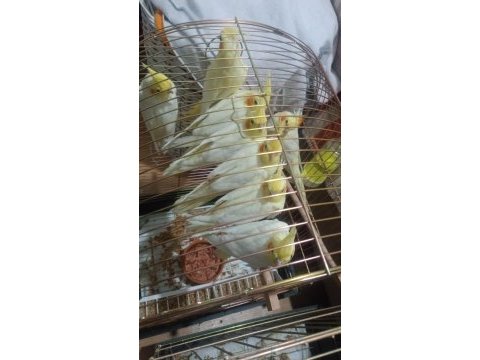 Yavru yetişkin her renk sultan papağanları