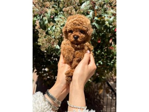 Toy poodle yavru
