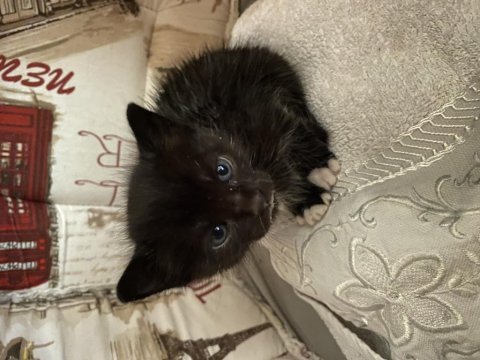 Kedimiz çok acil yuva arıyor