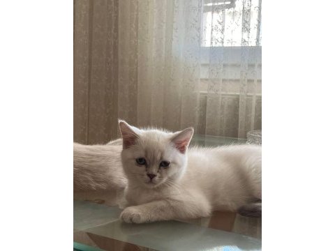 Oyuncu sevecen ve minnak british shorthair