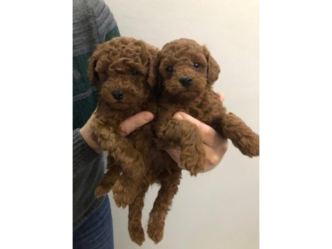 Toy poodle erkek