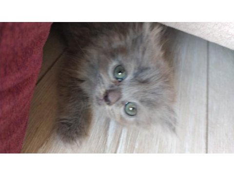 Saf british longhair
