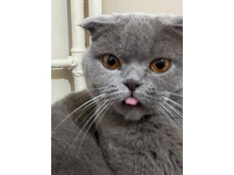 Scottish fold kedimiz 2 yaşında